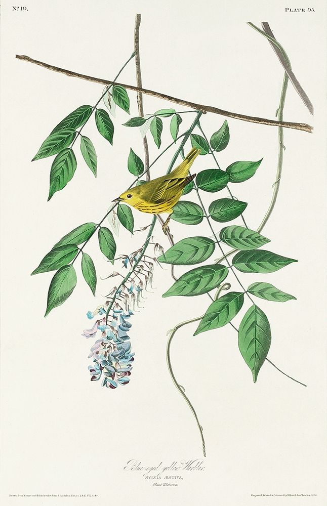Blue-eyed yellow Warbler art print by John James Audubon for $57.95 CAD