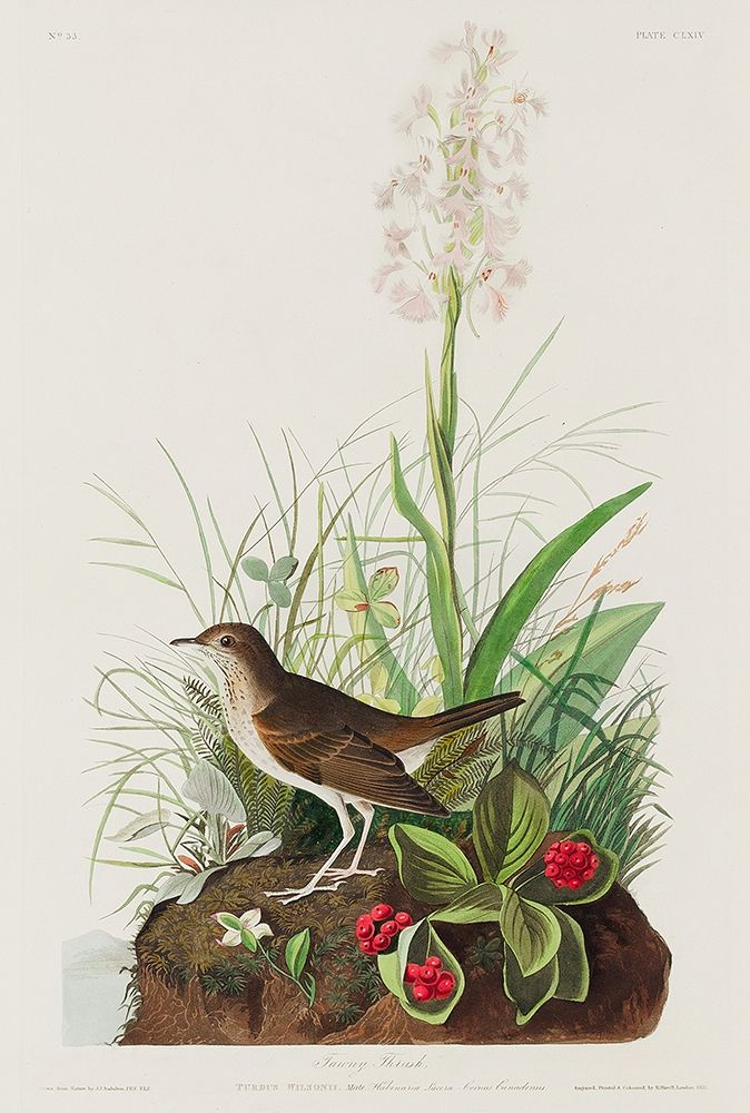 Tawny Thrush art print by John James Audubon for $57.95 CAD