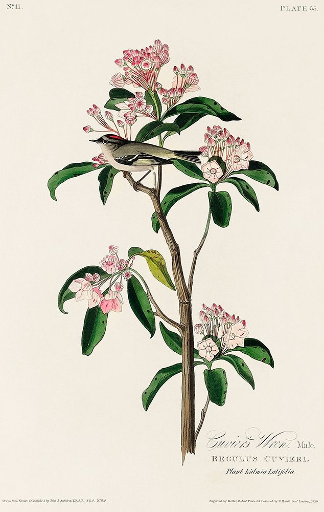 Cuviers Kinglet art print by John James Audubon for $57.95 CAD