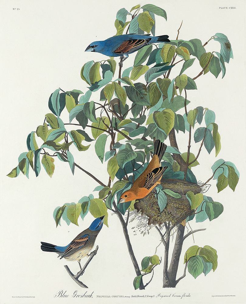 Blue Grosbeak art print by John James Audubon for $57.95 CAD