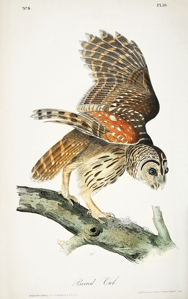 Barred Owl art print by John James Audubon for $57.95 CAD