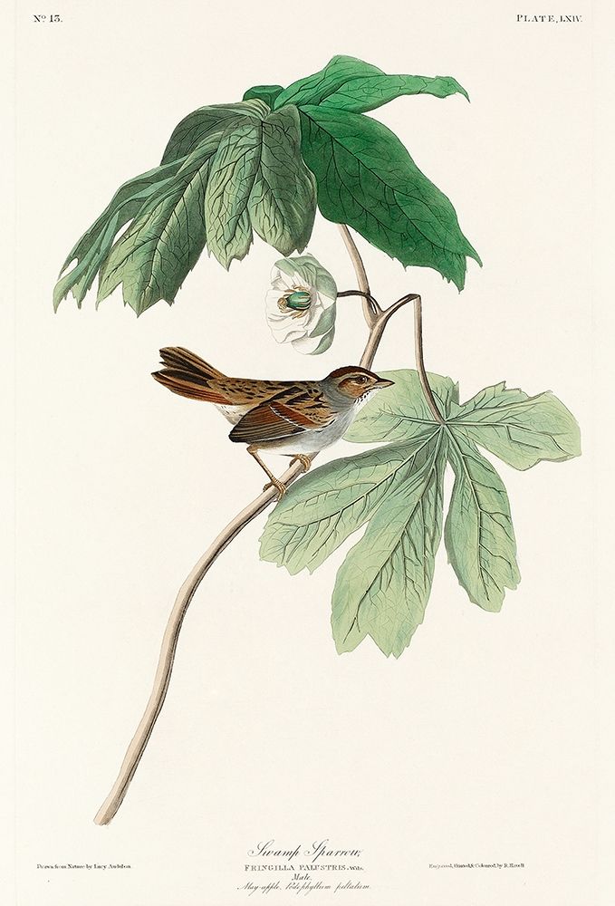 Swamp Sparrow art print by John James Audubon for $57.95 CAD