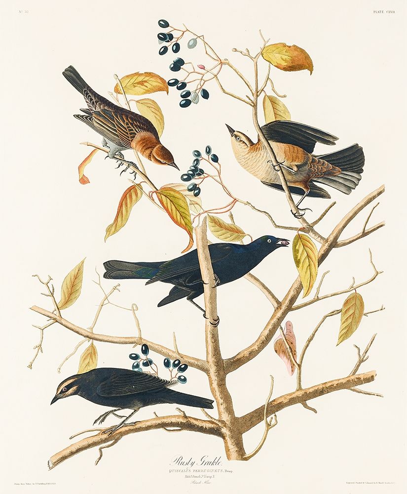 Rusty Grakle art print by John James Audubon for $57.95 CAD