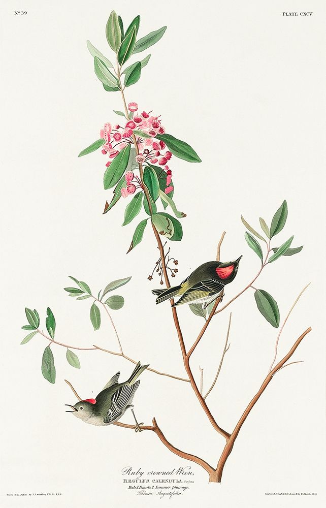 Ruby crowned Wren art print by John James Audubon for $57.95 CAD