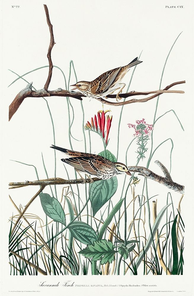 Savannah Finch art print by John James Audubon for $57.95 CAD