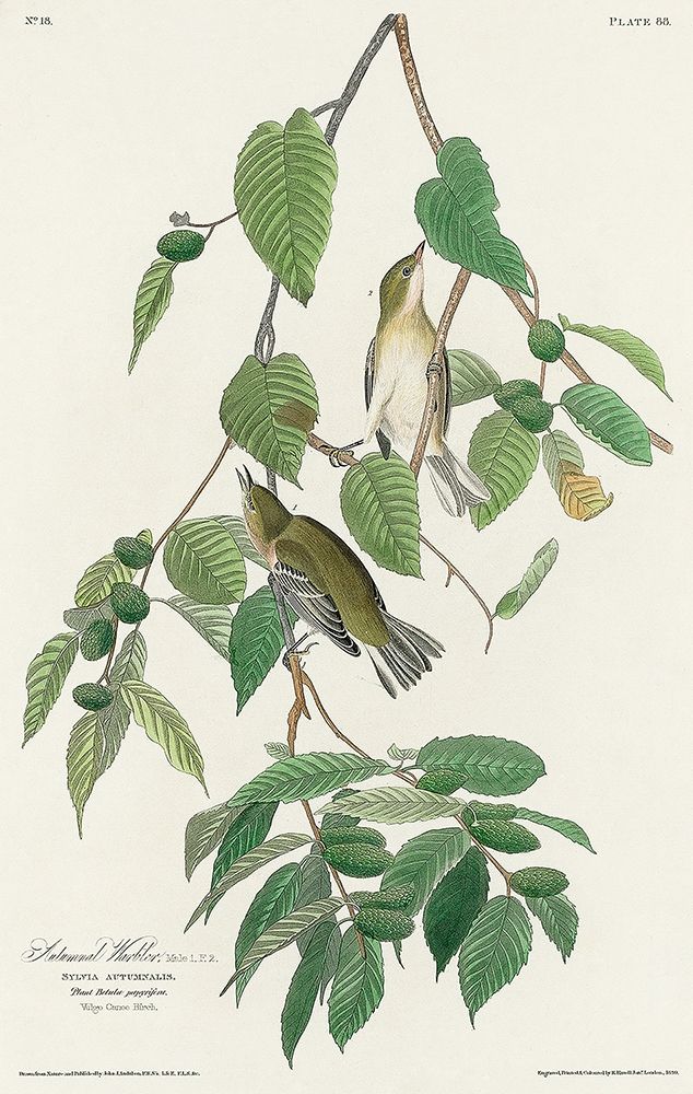 Autumnal Warbler art print by John James Audubon for $57.95 CAD