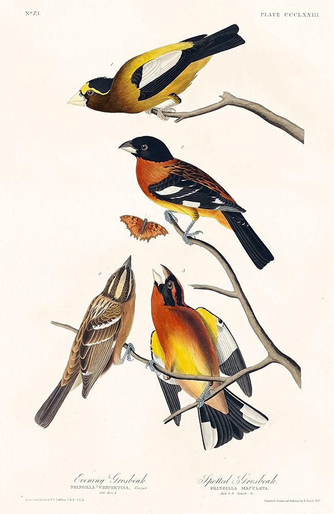 Evening Grosbeak and Spotted Grosbeak art print by John James Audubon for $57.95 CAD