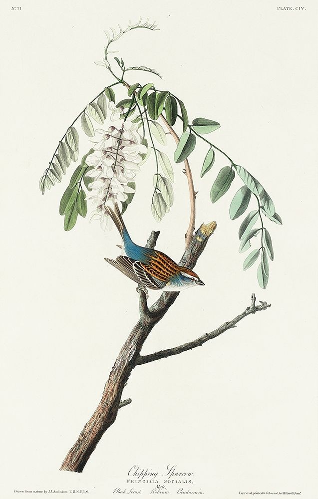 Chipping Sparrow art print by John James Audubon for $57.95 CAD