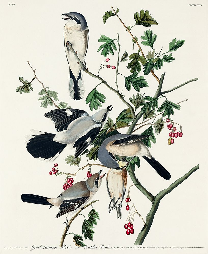 Great cinereous Shrike, or Butcher Bird art print by John James Audubon for $57.95 CAD