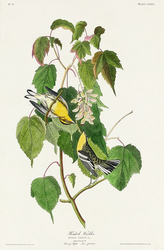 Hemlock Warbler art print by John James Audubon for $57.95 CAD