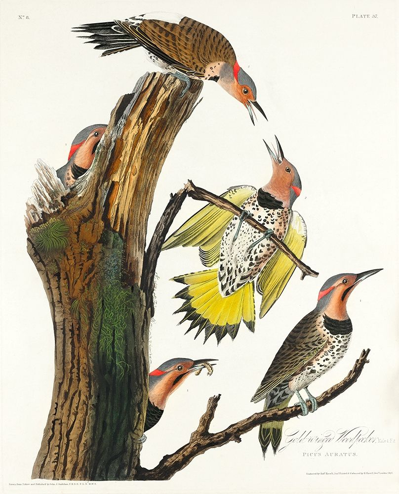 Golden-winged Woodpecker art print by John James Audubon for $57.95 CAD