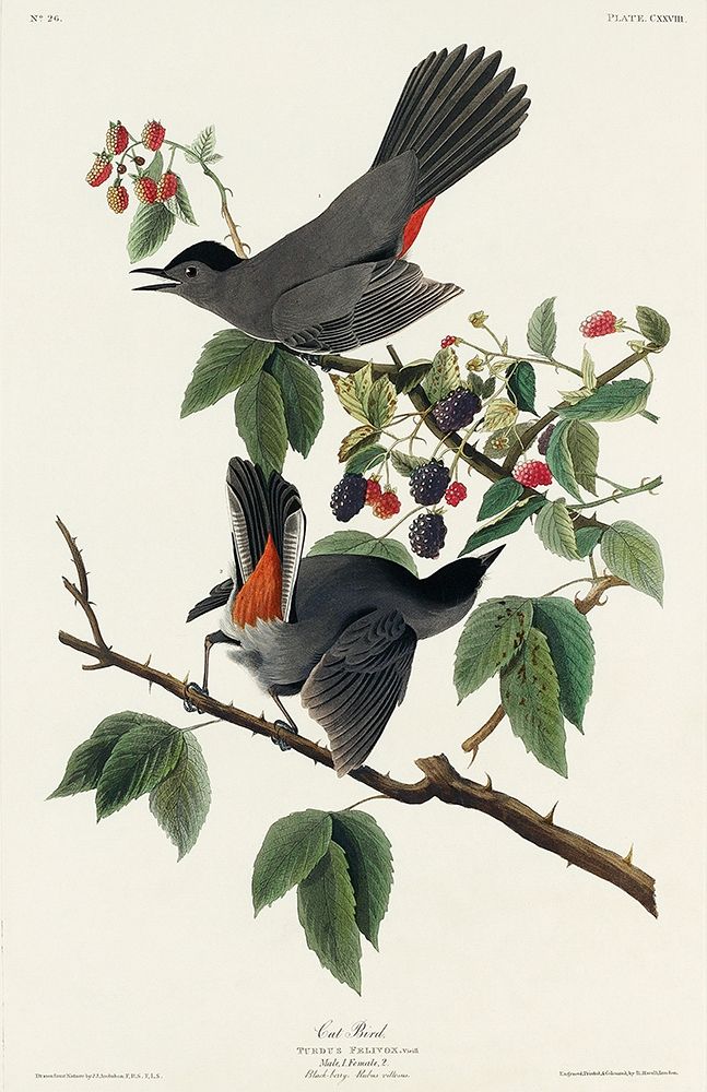 Cat Bird art print by John James Audubon for $57.95 CAD