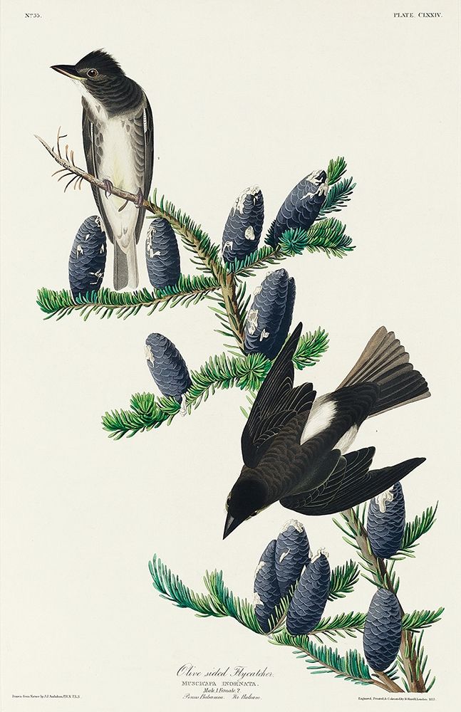 Olive sided Flycatcher art print by John James Audubon for $57.95 CAD