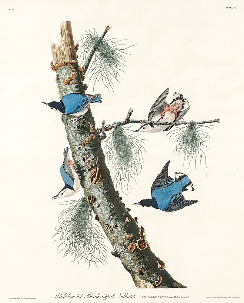 White-breasted Black-capped Nuthatch art print by John James Audubon for $57.95 CAD