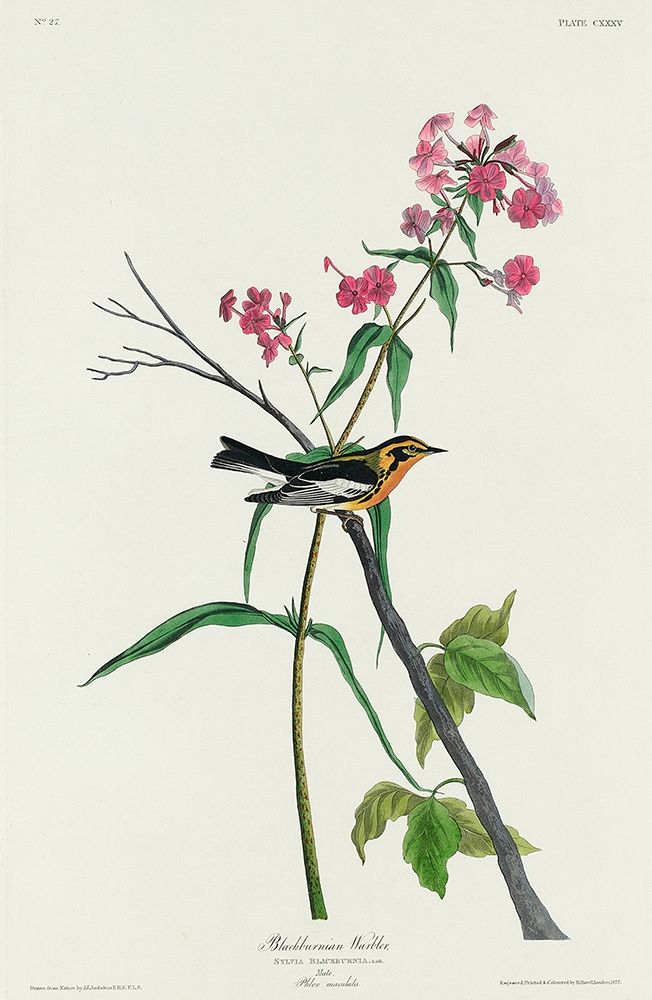 Blackburnian Warbler art print by John James Audubon for $57.95 CAD