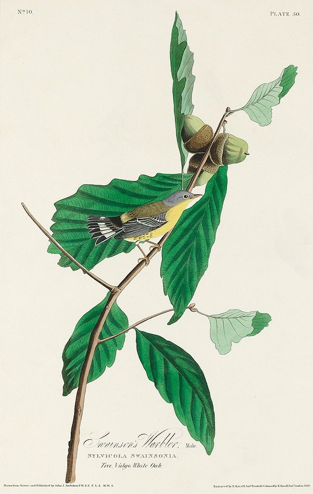 Black and Yellow Warbler art print by John James Audubon for $57.95 CAD
