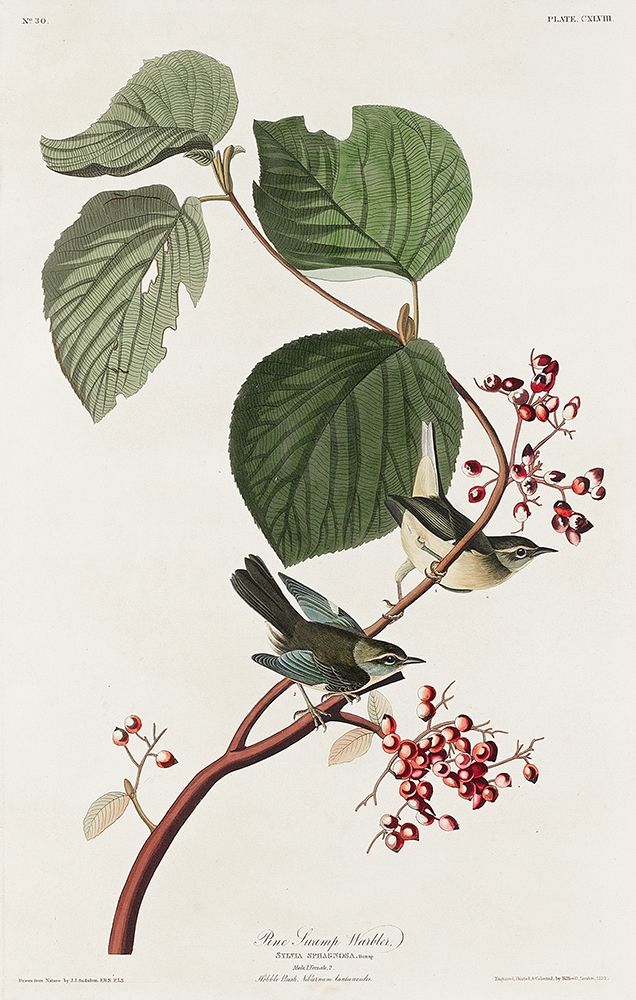 Pine Swamp Warbler art print by John James Audubon for $57.95 CAD