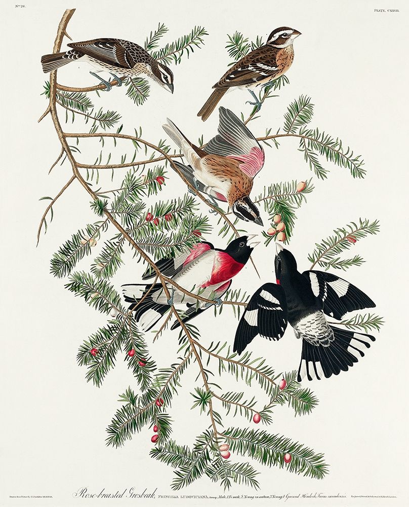 Rose-breasted Grosbeak art print by John James Audubon for $57.95 CAD