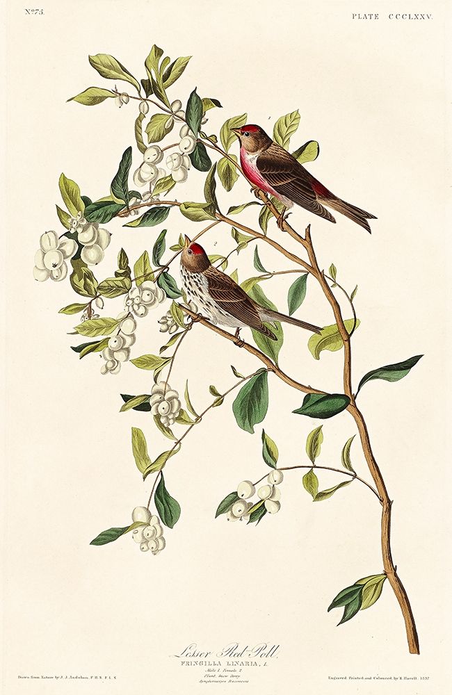 Lesser Red-Poll art print by John James Audubon for $57.95 CAD