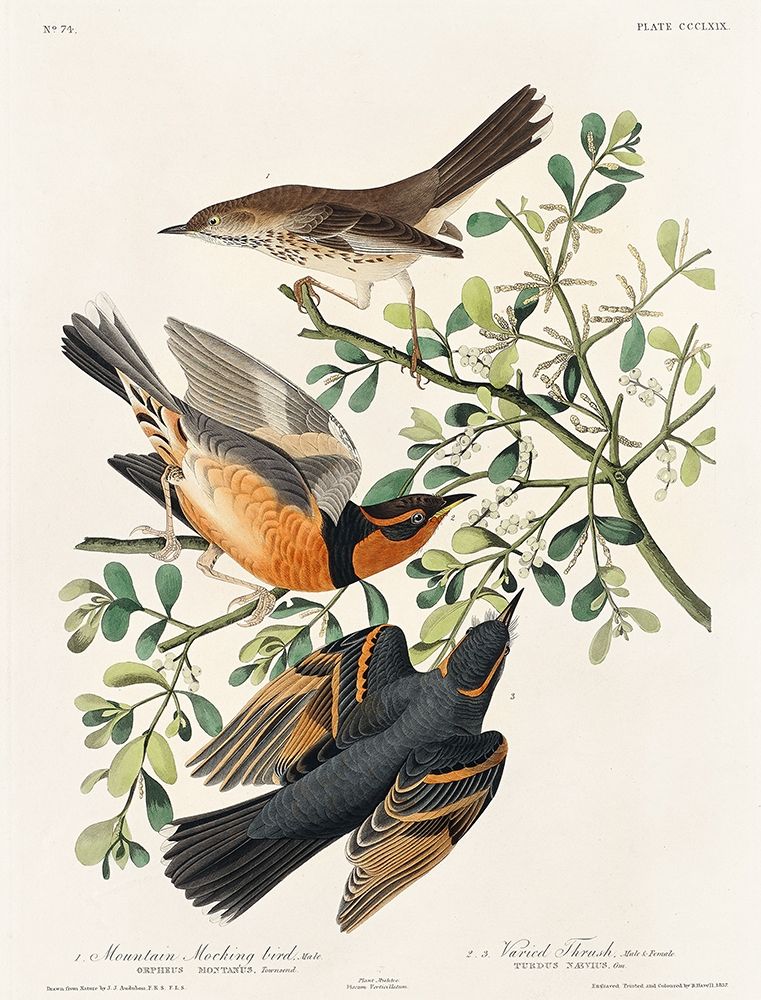 Mountain Mocking bird and Varied Thrush art print by John James Audubon for $57.95 CAD