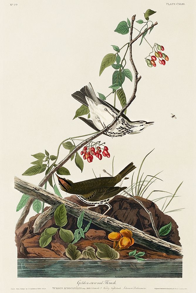 Golden-crowned Thrush art print by John James Audubon for $57.95 CAD