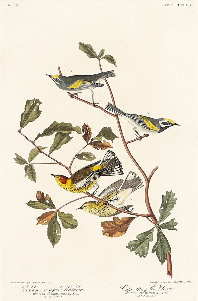 Golden-winged Warbler and Cape May Warbler art print by John James Audubon for $57.95 CAD