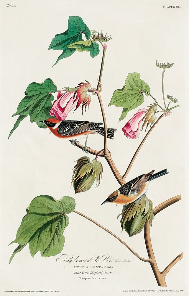Bay-breasted Warbler art print by John James Audubon for $57.95 CAD