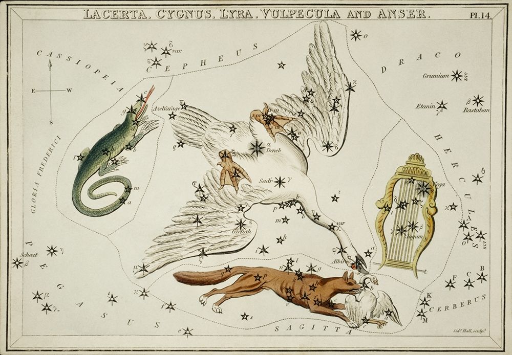 Astronomical chart illustration of the Lacerta-Cygnus-Lyra-Vulpecula and the Anser art print by Sidney Hall for $57.95 CAD