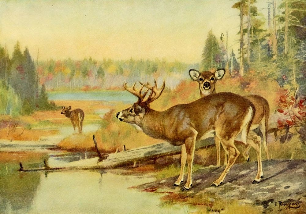 Deer in Adirondacks art print by Carl Rungius for $57.95 CAD