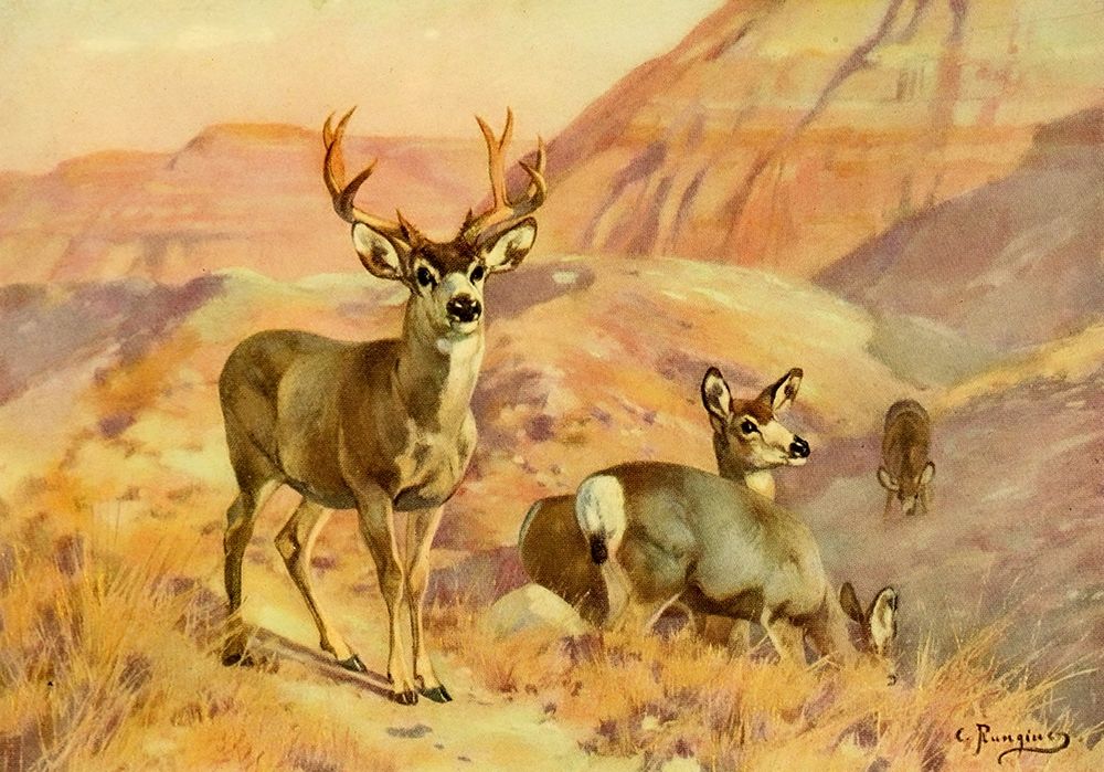 Deer in Montana art print by Carl Rungius for $57.95 CAD