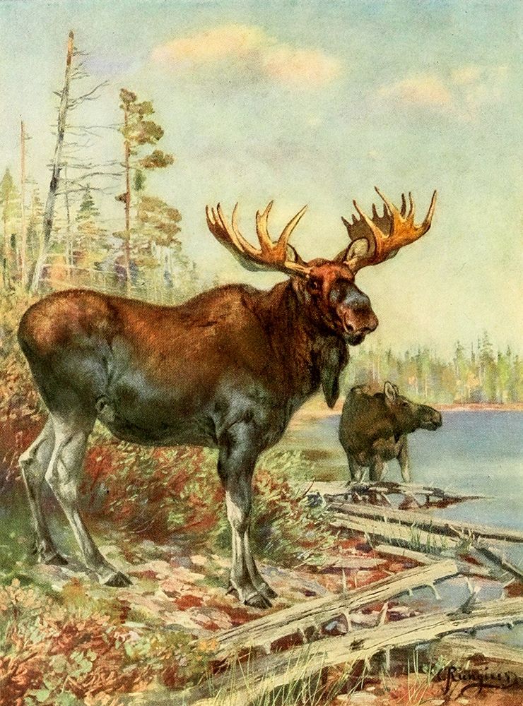 Moose art print by Carl Rungius for $57.95 CAD