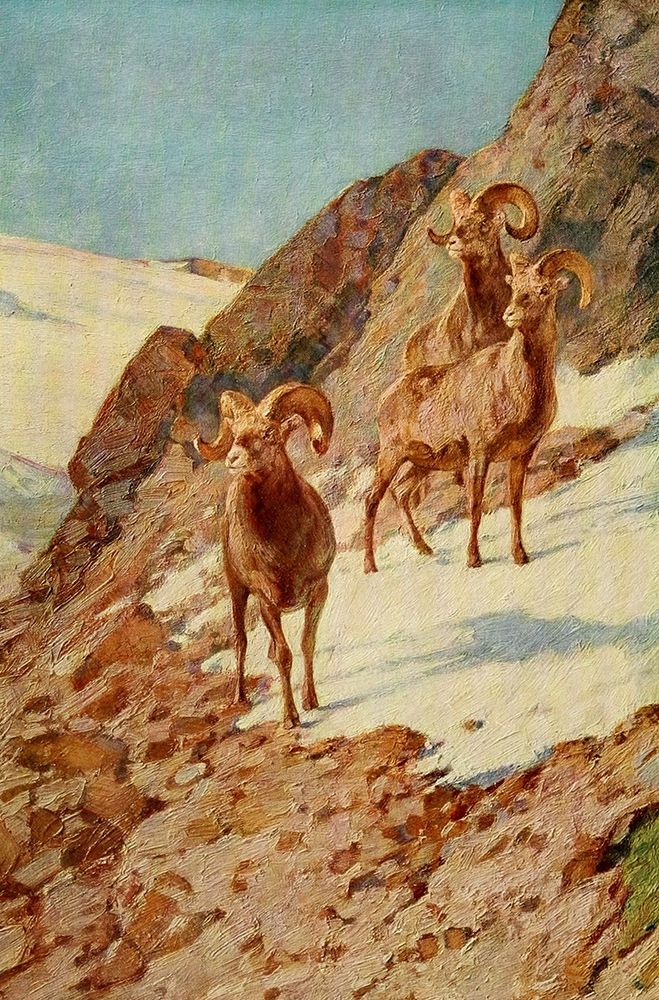 Bighorn Sheep art print by Carl Rungius for $57.95 CAD