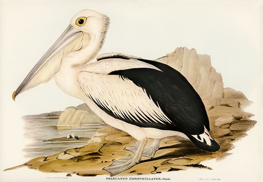 Australian Pelican-Pelecanus conspicillatus art print by John Gould for $57.95 CAD