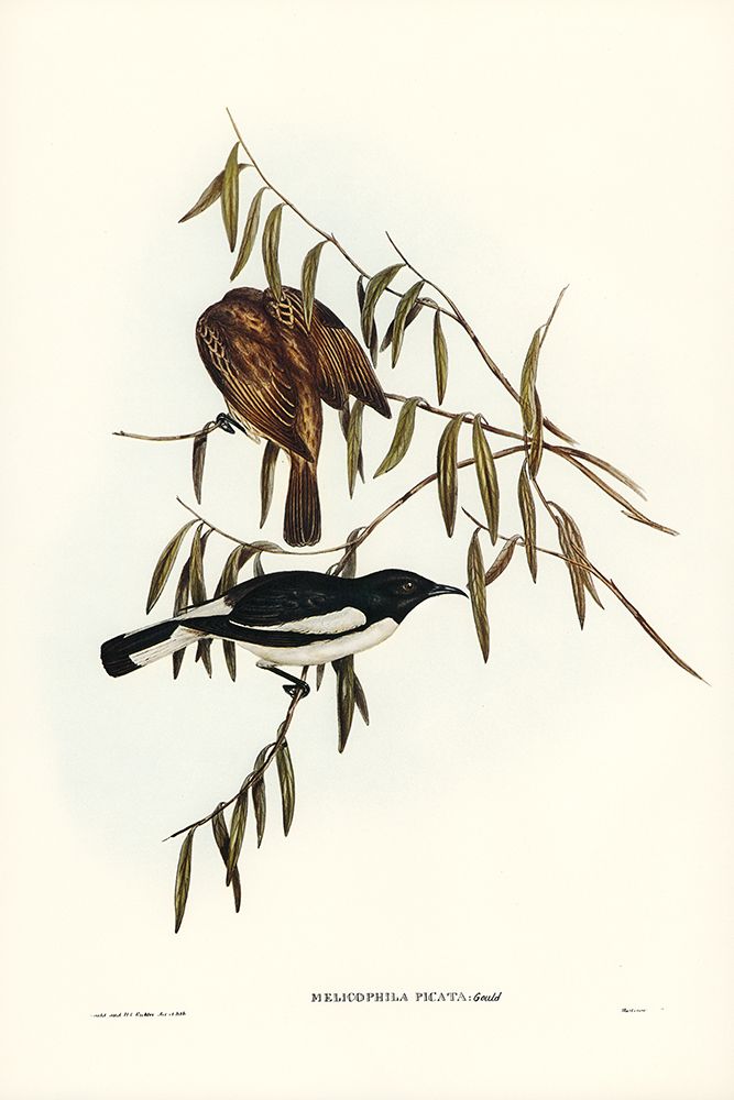 Pied Honey-eater-Melicophila picata art print by John Gould for $57.95 CAD