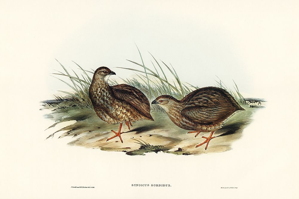 Sombre Partridge-Synoicus sordidus art print by John Gould for $57.95 CAD