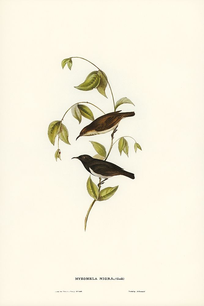 Black Honey-eater-Myzomela nigra art print by John Gould for $57.95 CAD
