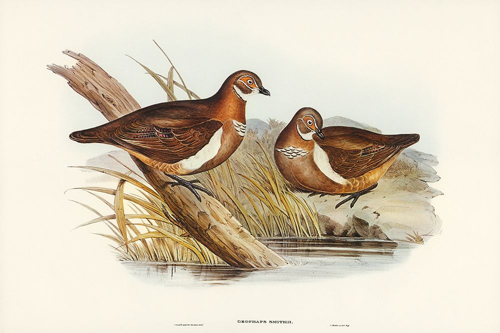 Smiths Partridge Bronze-wing-Geophaps Smithii art print by John Gould for $57.95 CAD
