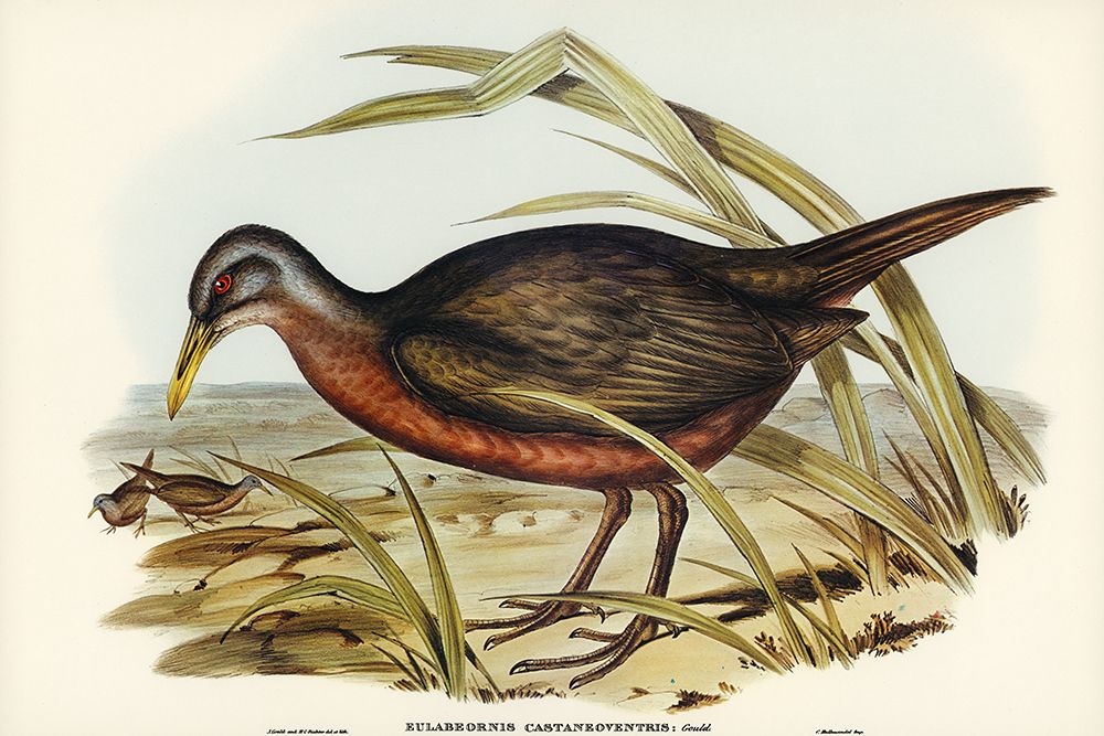 Chestnut-bellied Rail-Eulabeornis castaneoventris art print by John Gould for $57.95 CAD