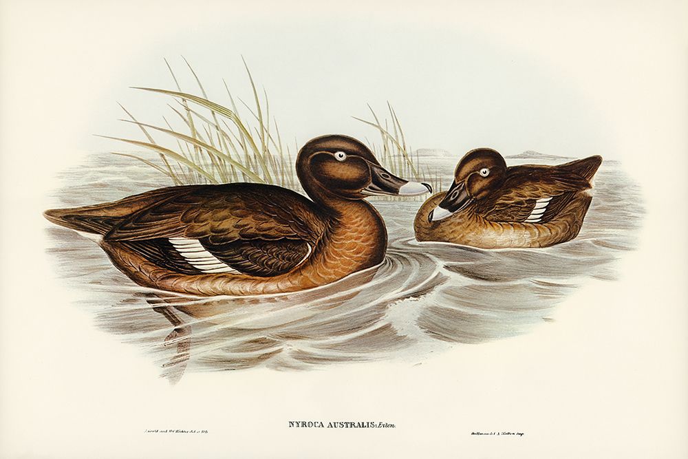 White-eyed Duck-Nyroca Australis art print by John Gould for $57.95 CAD