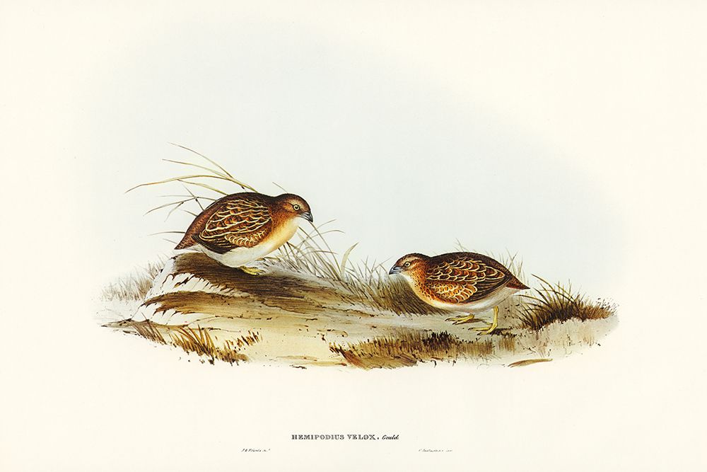 Swift-flying Hemipode-Hemipodius velox art print by John Gould for $57.95 CAD