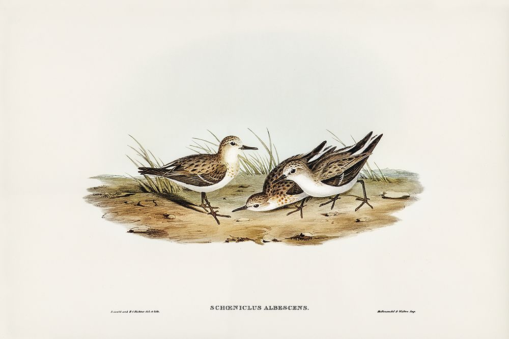 Little Sandpiper-Schoeniclus Aalbescens art print by John Gould for $57.95 CAD