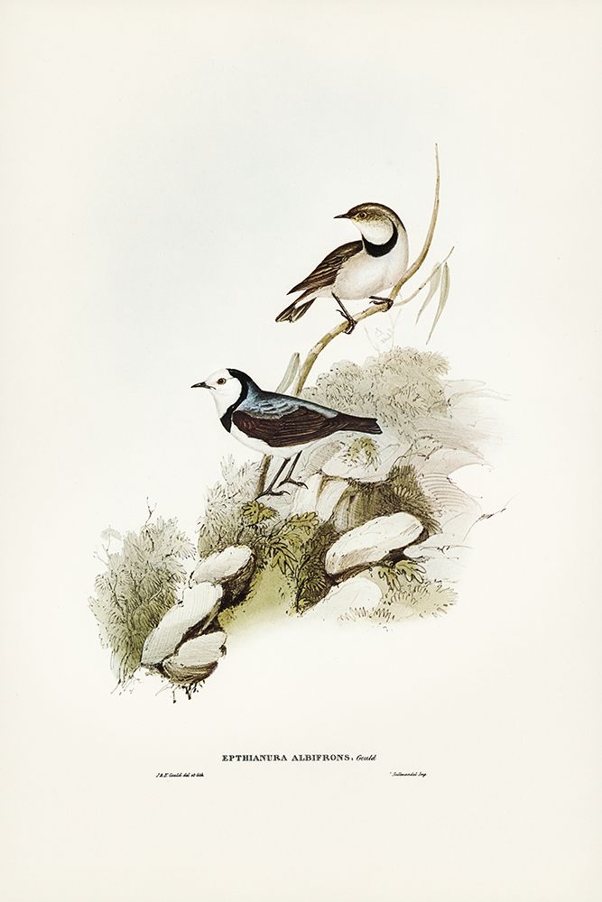 White-fronted chat-Ephthianura albifrons art print by John Gould for $57.95 CAD