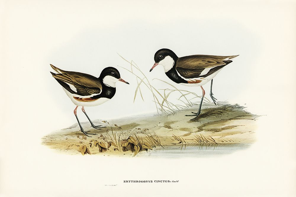 Banded Red Knee-Erythrogonys cinctus art print by John Gould for $57.95 CAD