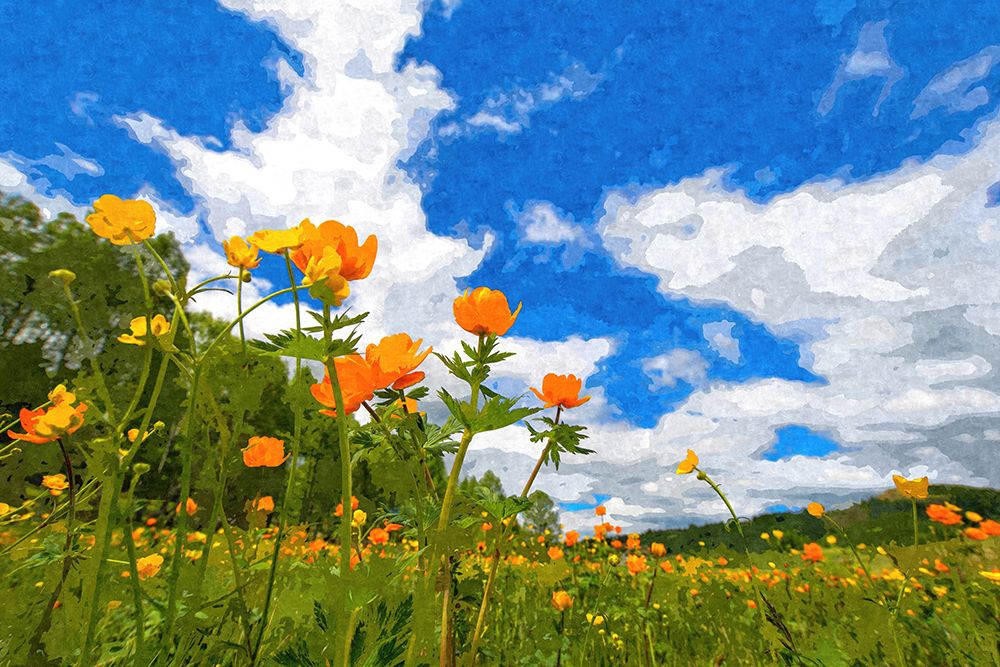 California Poppies under Blue Skies art print by Alpenglow Workshop for $57.95 CAD