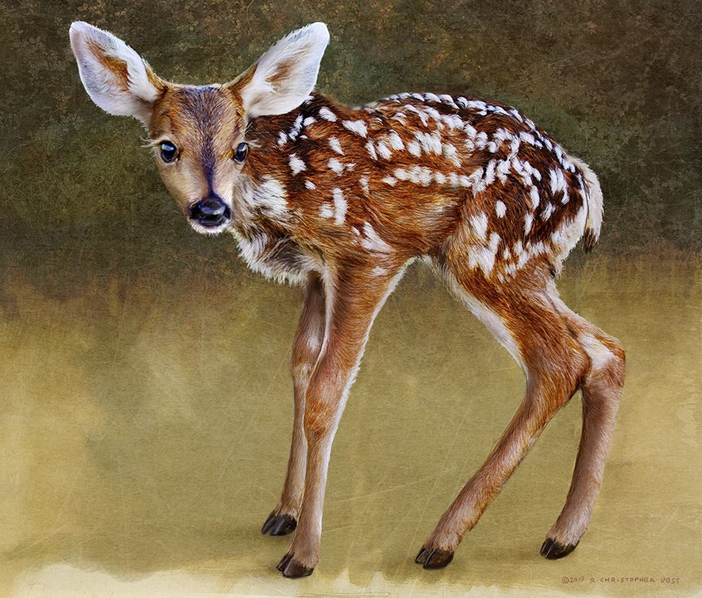 Baby Deer Standing art print by Christopher Vest for $57.95 CAD