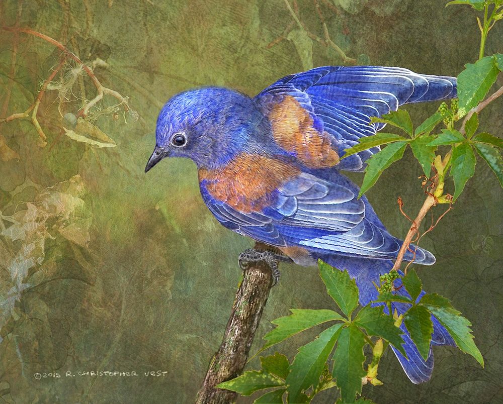 Virginia Creeper Bluebird art print by Christopher Vest for $57.95 CAD
