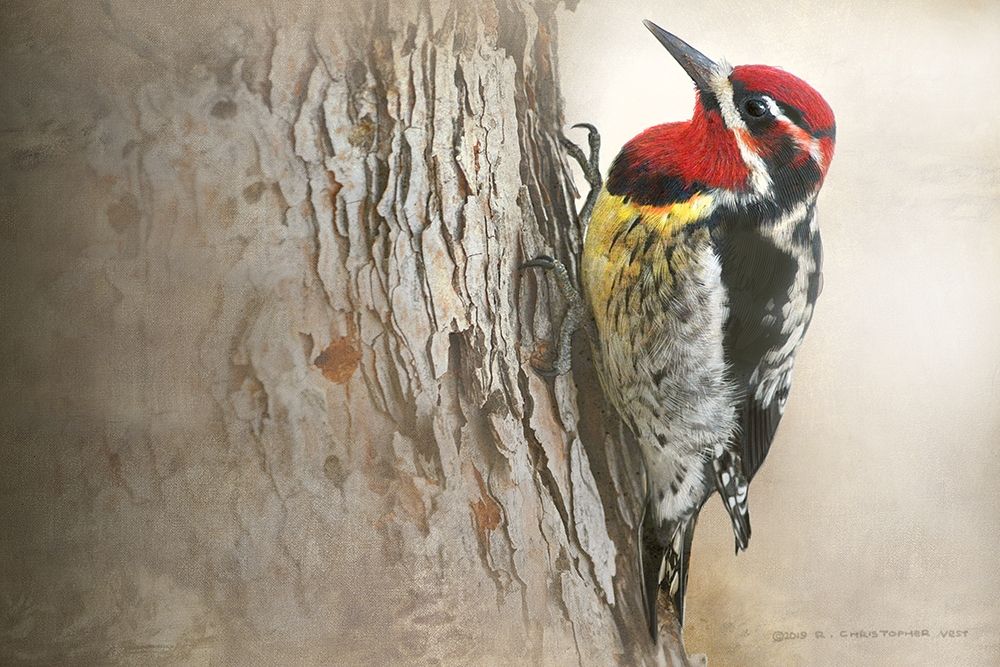 Red Naped Sapsucker art print by Christopher Vest for $57.95 CAD