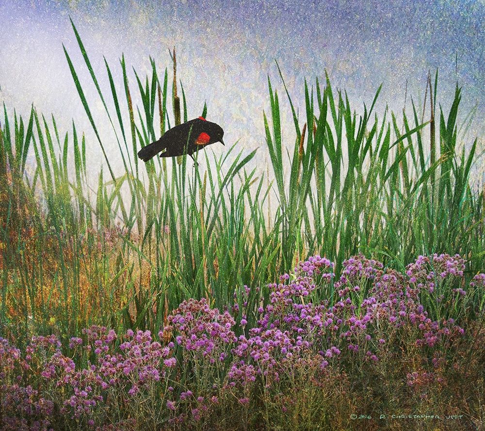 Redwing in Cattail art print by Christopher Vest for $57.95 CAD