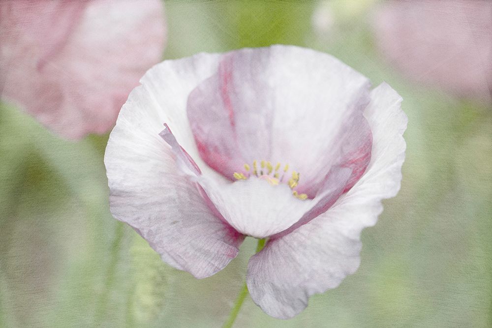Soft Poppy art print by Judy Stalus for $57.95 CAD