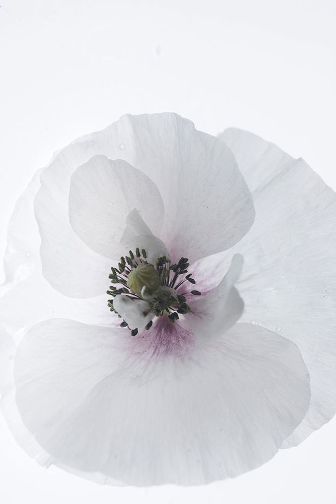 White Poppy art print by Judy Stalus for $57.95 CAD